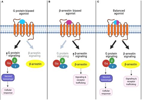 GLP 1 Signaling Pathway