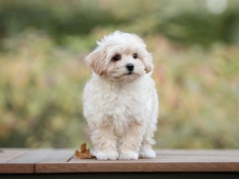 Maltipoo: A Complete Guide To This Adorable Maltese Poodle Mix - The Goody Pet