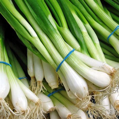 Evergreen WHITE BUNCHING Onion Seeds, Asian Vegetable