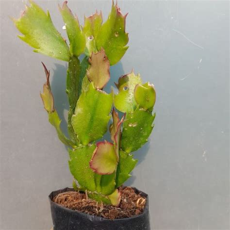 Pink Christmas Cactus - Plantzone