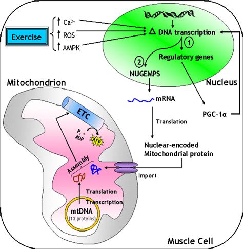 Mitochondrial Biogenesis Steps - | The mitochondrial first steps of steroidogenesis and ...