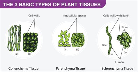 Plant Cell Tissue Types : Animal And Plant Cell Tissue Types Graphic Organizer By Mrs Badesso ...