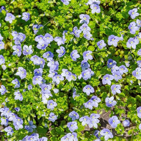 Speedwell Seeds - Veronica Repens Creeping Speedwell Ground Cover Seed