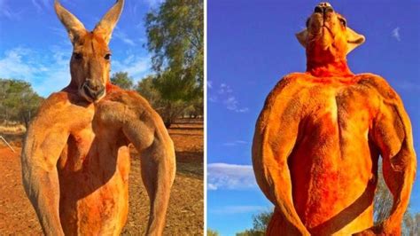 Massive kangaroo flaunts buff biceps as photos go viral