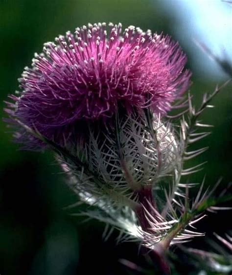 17 best Scottish Flowers images on Pinterest | Scottish flowers ...