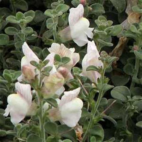 Antirrhinum; Snapdragon