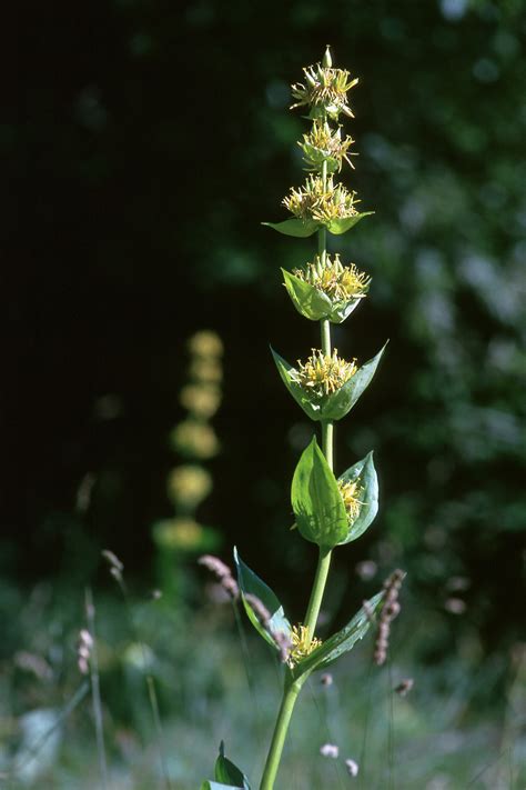 The Benefits of Gentian Root | Healthfully