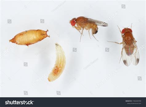 Fruit Fly Larvae Orange Stock Photos - 76 Images | Shutterstock