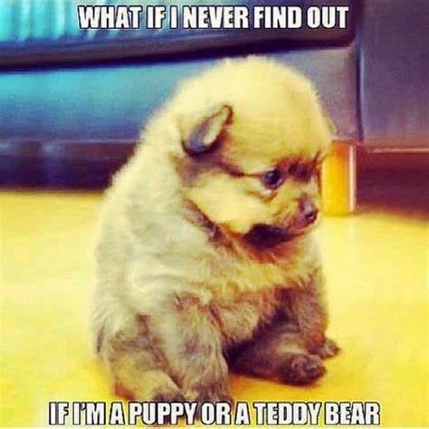 TOP 79 Funny and Cute Puppies Memes | Puppy meme, Funny puppy memes, Puppies