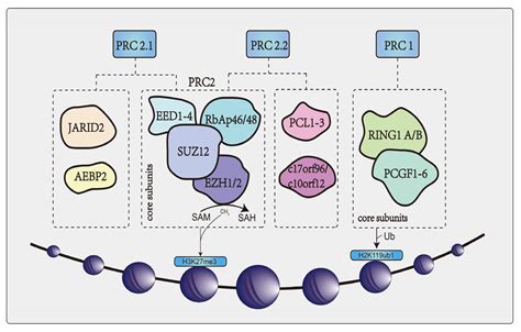 Cancers | Free Full-Text | EZH2: An Accomplice of Gastric Cancer