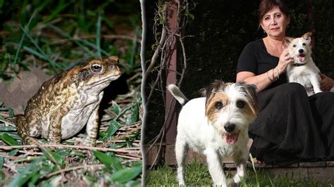 Cane toad poisoning: QLD dog owners warned to watch for horror symptoms | Gold Coast Bulletin