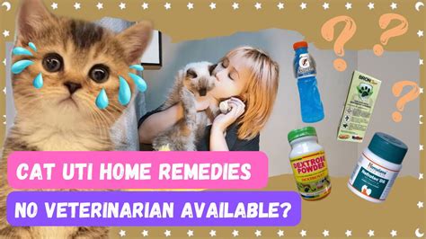 CAT UTI HOME REMEDIES/NO VETERINARIAN AVAILABLE?| VLOG #19 - YouTube