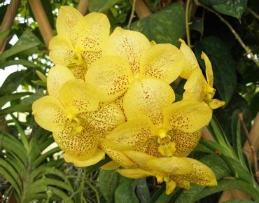 Vanda orchid care >> Orchids-care.info