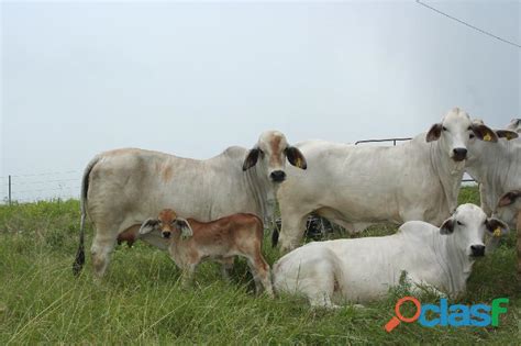 Brahman bulls for sale, brahman simental bulls for sale, brahman cattle for sale in South Africa ...