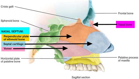 Nasal septum anatomy, function, nasal septum deviation & hole