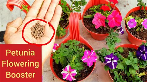 How to Fertilize Petunias | Step by Step Guide (2024)