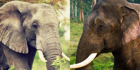 African Vs Asian Elephants: The 10 Physical Differences ️