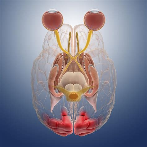 Brain Eye Anatomy