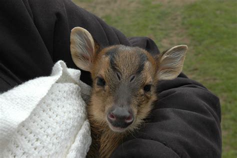 My Weird Pet: A Muntjac, [Almost] the World's Smallest Deer (So Cute) | HubPages