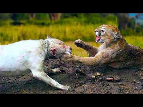 Video PUMA vs DOGO ARGENTINO - el poder del puma - Puma vs Dogo, Oso, Lobo por Top5 Explorador