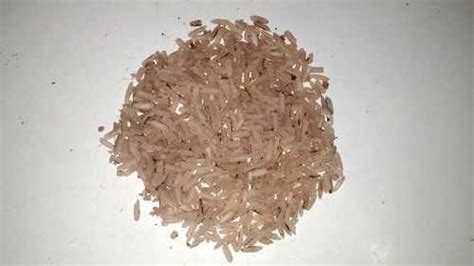 Aromatic Rice (Kala Namak) at Best Price in Sitamarhi | Agriculture