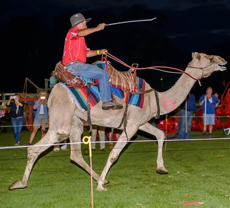 Camel Racing - Nowra Show Society