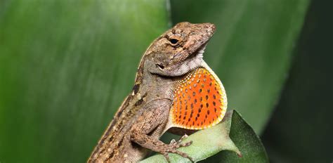 Oakland Zoo | Brown Anole (Cuban Anole)