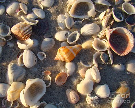 Sanibel Island Shells 2 Photograph by Nancy L Marshall