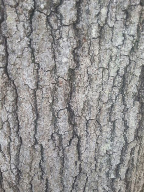 Pin by Lilac Iridescent on My Photography / Pins | Maple tree bark, Tree bark, Maple tree