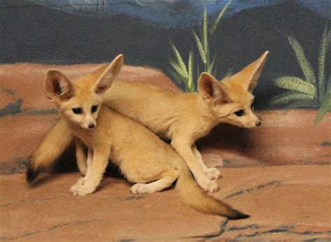 The fennec fox has thick fur which helps to keep the fennec fox | المرسال