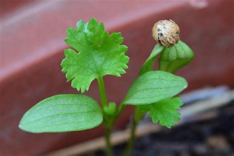 Growing Organic Coriander In Containers, Pots At Home | Gardening Tips