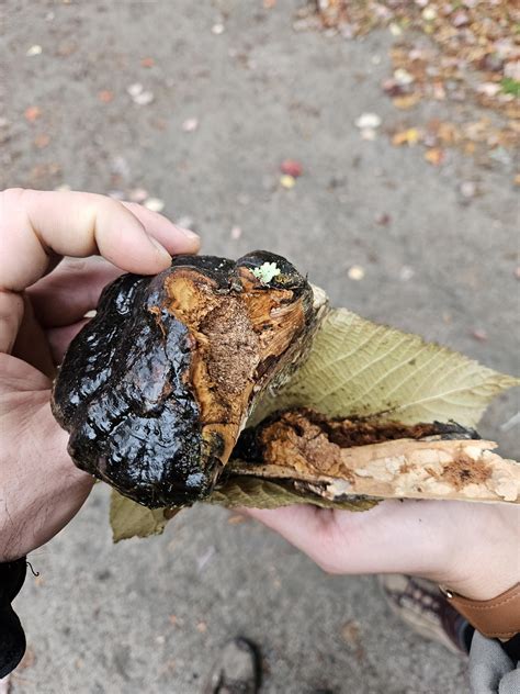 Mushroom identification. Chaga? : r/mycology