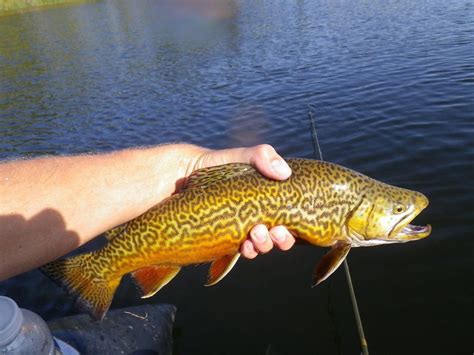 Tiger Trout Trout Fishing, Fly Fishing, Fishing Videos, Brown Trout, Spencer, Tiger, Experience ...