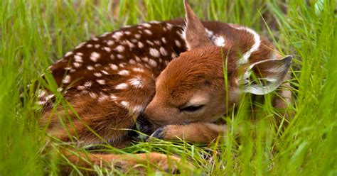 Deer Fawns: Dealing with Orphaned or Injured Wildlife: Living with ...