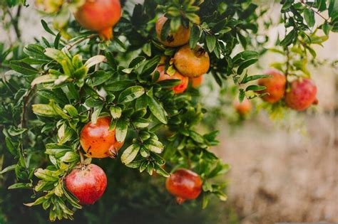 9 Pomegranate Varieties: Types & Tips | House Grail