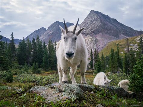 Curious Goat | Weminuche Wilderness, Colorado | Mountain Photography by ...