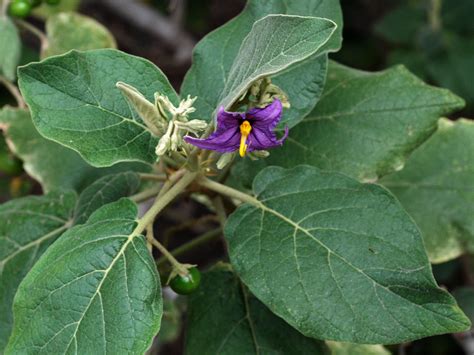 Flower Gallery :: Solanaceae :: D80A3897