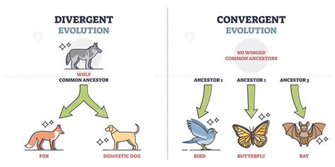 Divergent vs convergent evolution with ancestors development outline diagram in 2022 ...