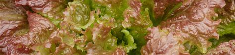 Crisphead Lettuce Seeds – West Coast Seeds