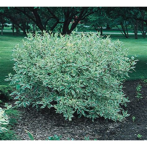 3-Gallon White Variegated Dogwood Flowering Shrub in Pot (L6198) at Lowes.com