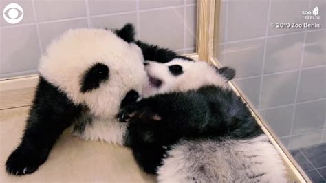 Berlin Zoo Pandas - YouTube