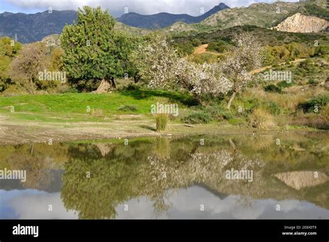 almond tree - Almond orchard in blossom, Malaga, Spain, flowering almond trees on a sunny day ...