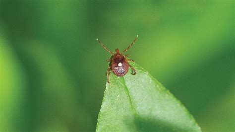 The Lone Star Tick: A Growing Concern - Pest Control Technology