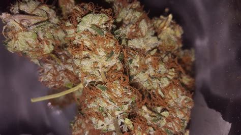 Strawberry Cheesecake Weed Strain Information | Leafly