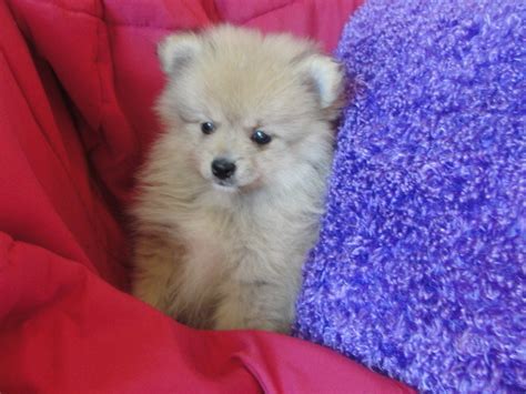 Dakota Kennels | Pomeranian Breeder | Hudson, South Dakota