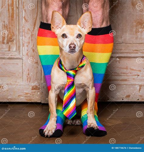 Gay Dog with Owner and Rainbow Socks Stock Photo - Image of owner, celebration: 188774676