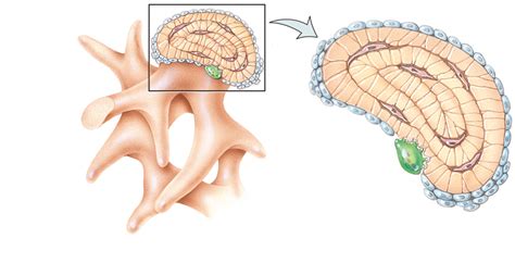 Figure 8.2: (b: Enlarged aspect of spongy bone trabeculae) Diagram | Quizlet