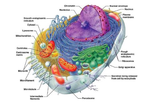 2017_Task 4 Prototype of Cell Organelle - Integrated Science 11