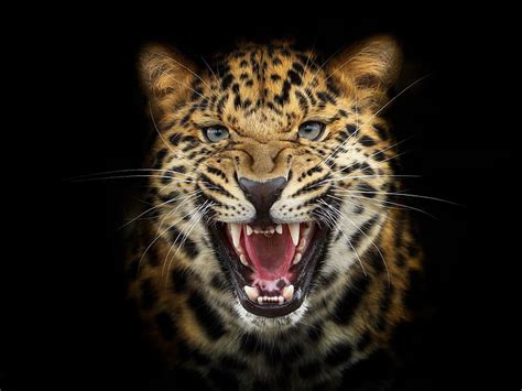 Cheetah Roaring Face