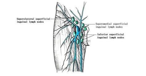 Inguinal lymph node - www.medicoapps.org